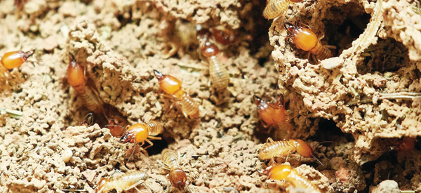 termite control central coast