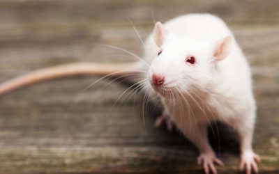 4 Signs You Have Mice in Your Home