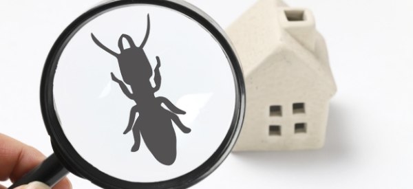 Pest Control Services Central Coast