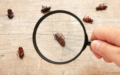 What to Expect From a Professional Pest Control Service