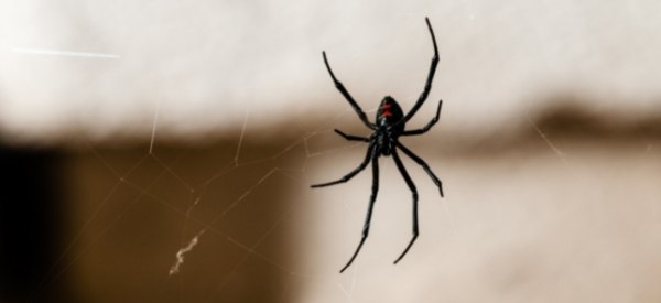 Spider Control Central Coast