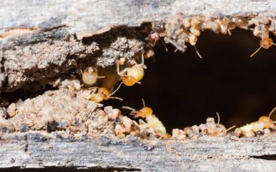 How to Prevent Termite Infestations