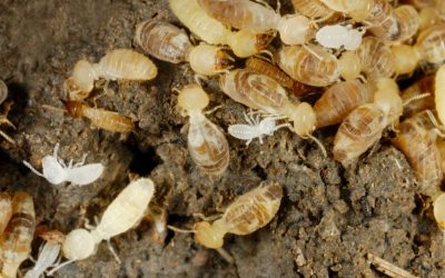 Effective Termite Treatments